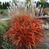 Miscanthus Sinensis Ghana